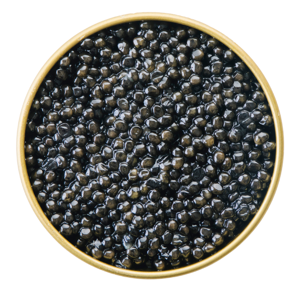 White Sturgeon Caviar